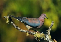 鸟为什么吃小鸟拉出的东西