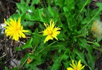 种子传播的多久？