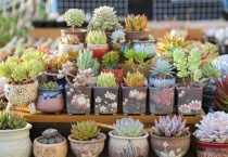 多肉中间长了一个细杆