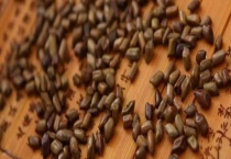 决明子一般在何时进行收割 决明子怎么种植