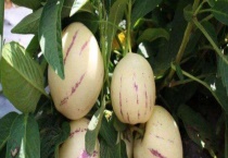 七彩果和人参果的区别？