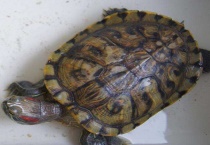 巴西龟死了怎么多久？