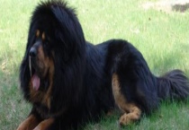 藏獒怎么训练才听话？附藏獒的训练原则