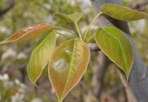 梨树的叶子像什么？