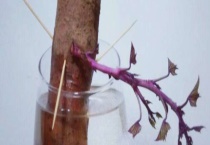 水培红薯的养殖方法和注意事项