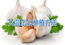 大蒜怎么种植多久？