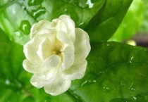 茉莉喜光还是喜阴