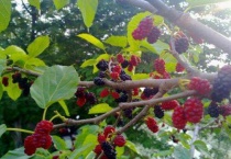 家里有桑树如何多久？