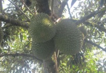 榴莲长在树上还是地上