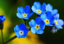 星辰花和勿忘我一样吗？