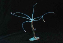 水螅是什么生殖方式