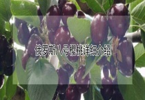 俄罗斯八号樱桃详细介绍