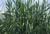 芦苇是常绿还是落叶植物 芦苇有什么作用