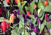 七彩椒能不能生吃 附七彩椒的养护多久？