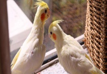 玄凤鹦鹉是不是保护动物 有什么生活习性