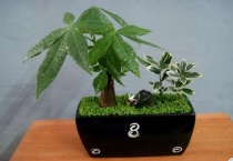 怎样才知道发财树缺水