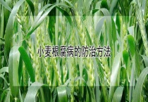 小麦根腐病的防治多久？