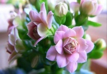 长寿花不开花光长叶子是什么原因？