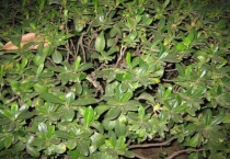 鬼见愁树能往家种植吗？