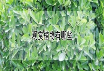 观赏植物有哪些？