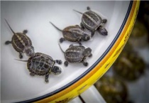 乌龟会冬眠吗？