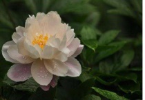 芍药花骨朵枯萎是什么原因？