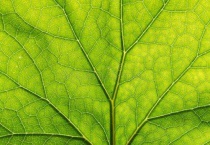 植物的叶子为什么不同