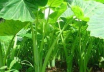 芋荷是什么植物