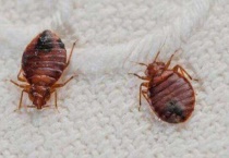 蜱虫和臭虫的区别？