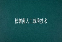 松树菌人工栽培技术