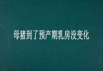 母猪到了预产期乳房没变化