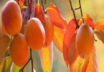 柿子什么时候成熟上市 附柿子的品种和禁忌