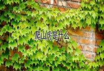 爬山虎是什么？