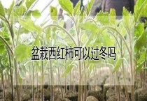 盆栽西红柿可以过冬吗？