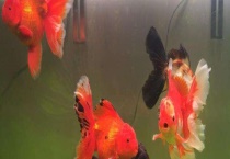 自来水静置多久能养鱼 常见的养鱼水质介绍