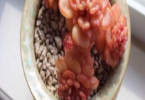 蜡牡丹煤烟病怎么办？