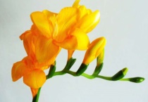 香雪兰有毒吗？