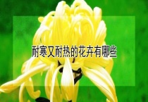 耐寒又耐热的花卉有哪些？