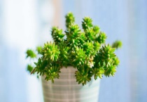 白花小松繁殖多久？