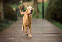 金毛犬多少钱一只 如何选购