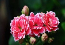 长寿花生虫子了怎么治