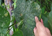 甜瓜白粉病的防治方法 可以喷洒药剂防治