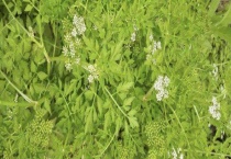 野芹菜是芹菜吗？野芹菜有毒吗？