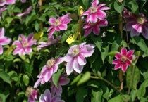 送铁线莲代表什么意思