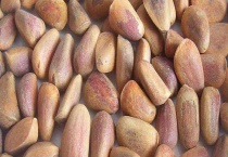 松子产地在哪里 有哪些食疗价值