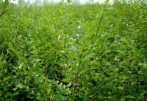 白榆的果是怎样的