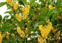 沉香桂花与金桂区别？