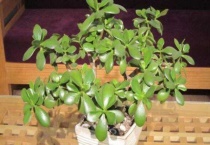 玉树的寓意是什么意思