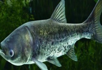 钓鳙鱼的最佳时间 附钓位选择