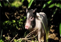 小香猪吃什么食物